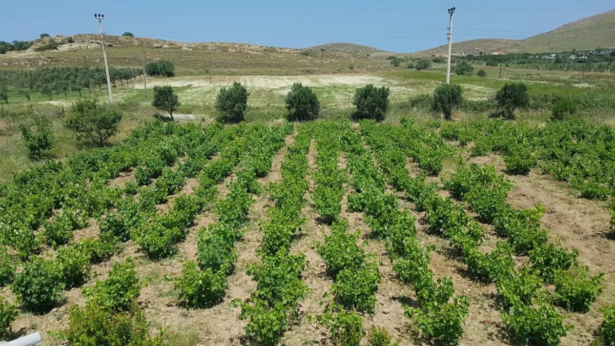 Akgül Bağ Evi kapak görseli