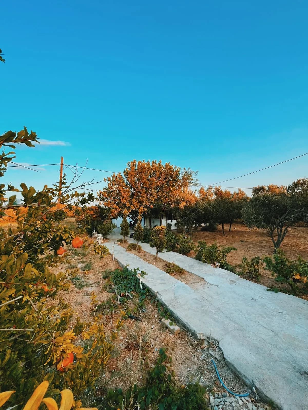 Vita Longa Bozcaada