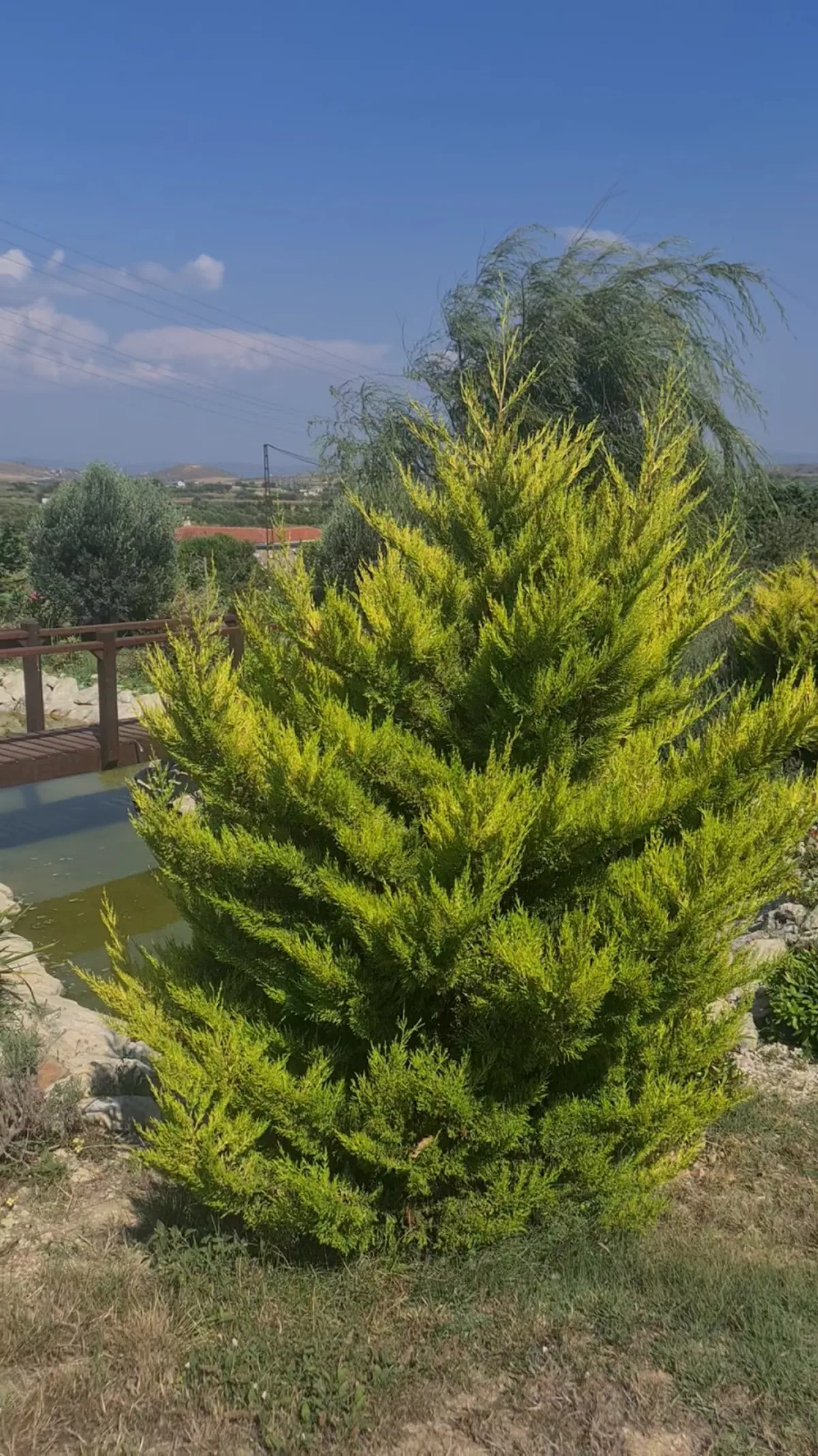 Adayel Otel ve Bağevi Bozcaada — bağ evi, fotoğraf 4