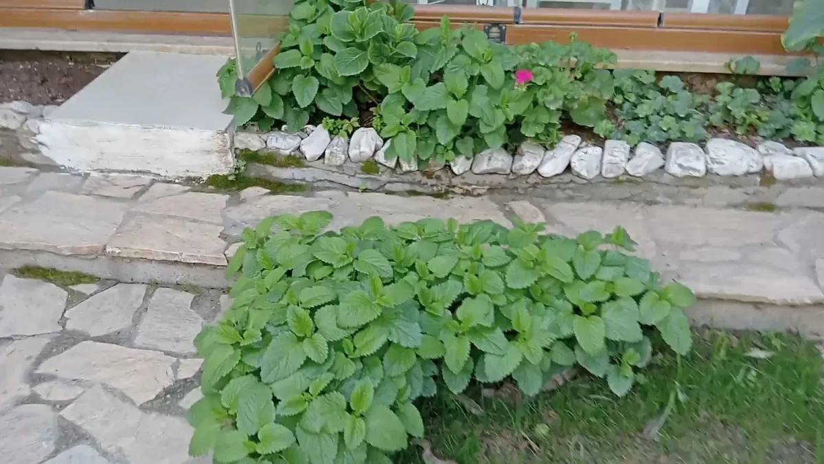 Eftelya Bozcaada — pansiyon, fotoğraf 2
