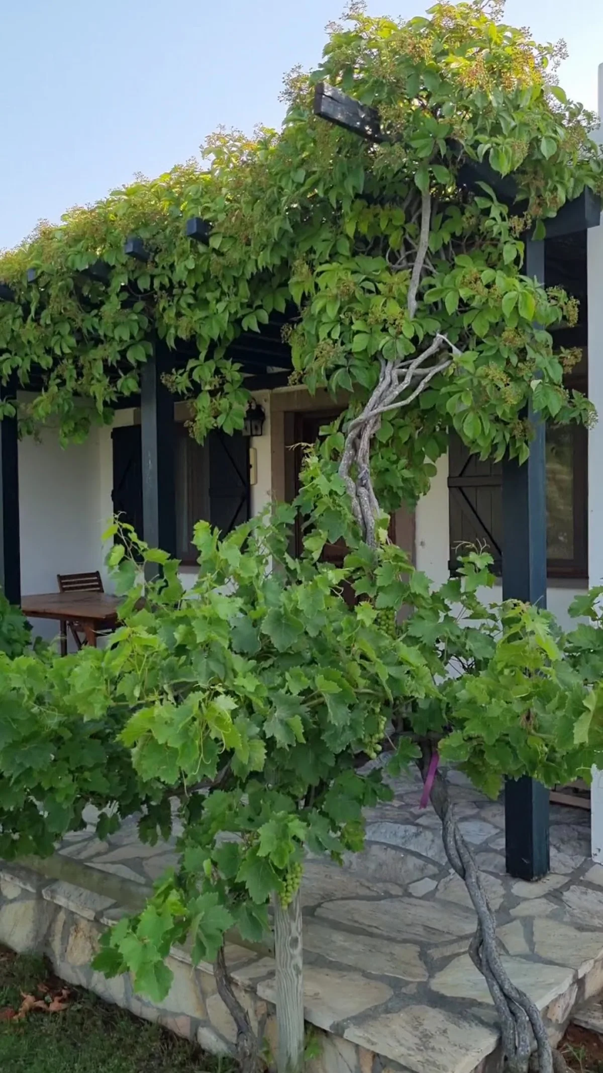 Şiraz Bağ Evleri — Bozcaada'da bağ evi, fotoğraf 2